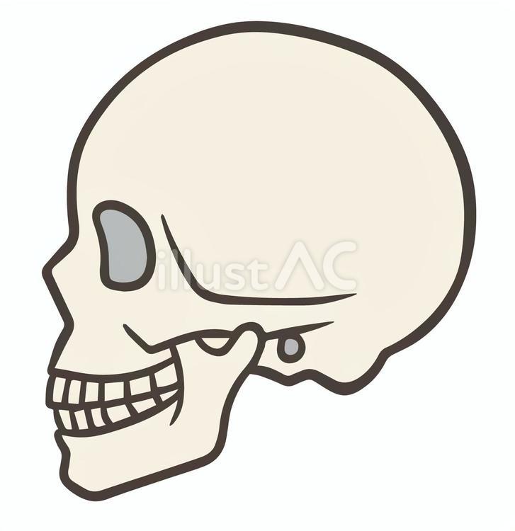 頭蓋骨の側面 頭蓋骨,側面,頭のイラスト素材