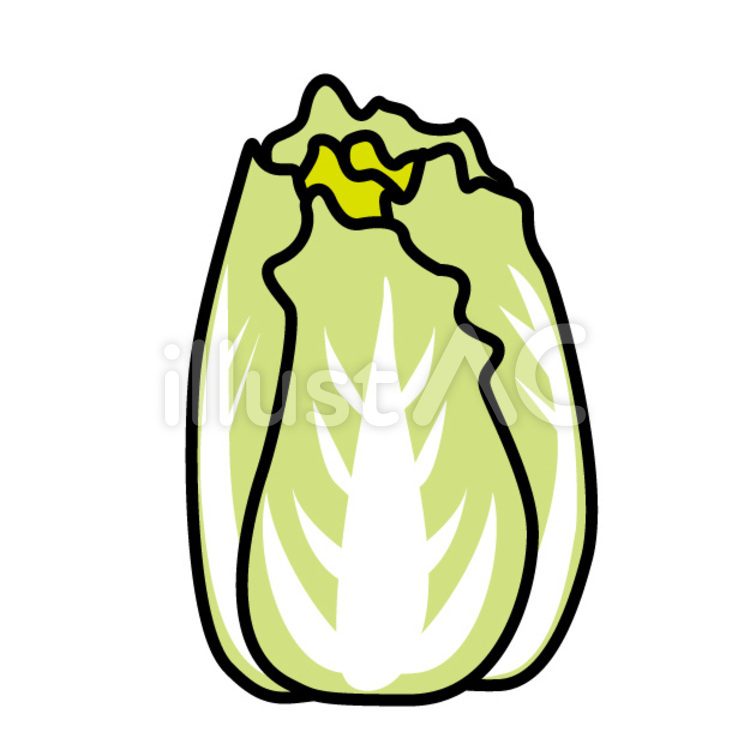 白菜 葉野菜,葉物野菜,ハクサイのイラスト素材