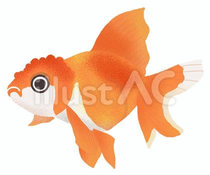オランダ獅子頭