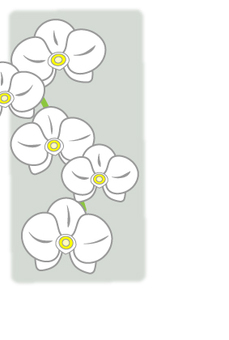 胡蝶蘭ポストカード 背景グレー 胡蝶蘭,らん,花,植物,喪中,お悔み,仏事,不祝儀,弔事,慶事のイラスト素材
