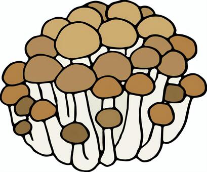 ぶなしめじ　ブナシメジ　 ぶなしめじ,しめじ,キノコ,食材,食べ物,秋の味覚のイラスト素材