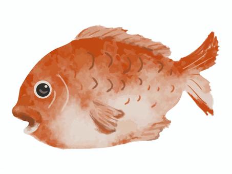 鯛 鯛,魚,タイ,お祝い,縁起物,正月,海鮮,鮮魚,料理,食材のイラスト素材