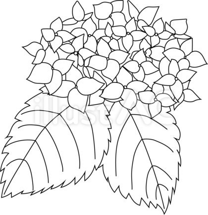 紫陽花 線画