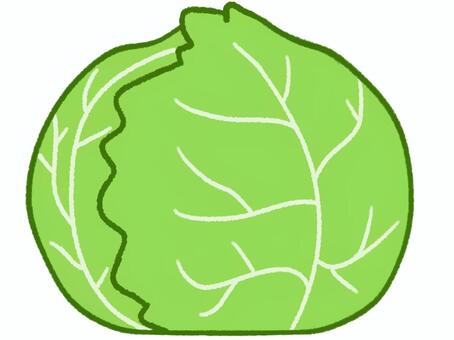 Illustration, cabbage, vegetables, vegetable, JPG and PNG