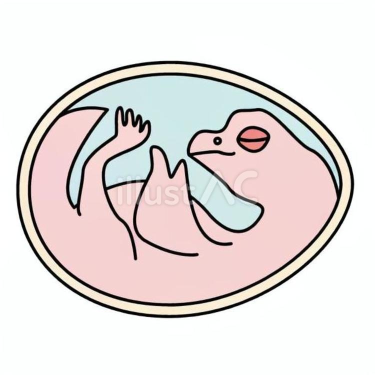 動物の誕生　ひよこ4 ひよこ,卵の中,発育のイラスト素材