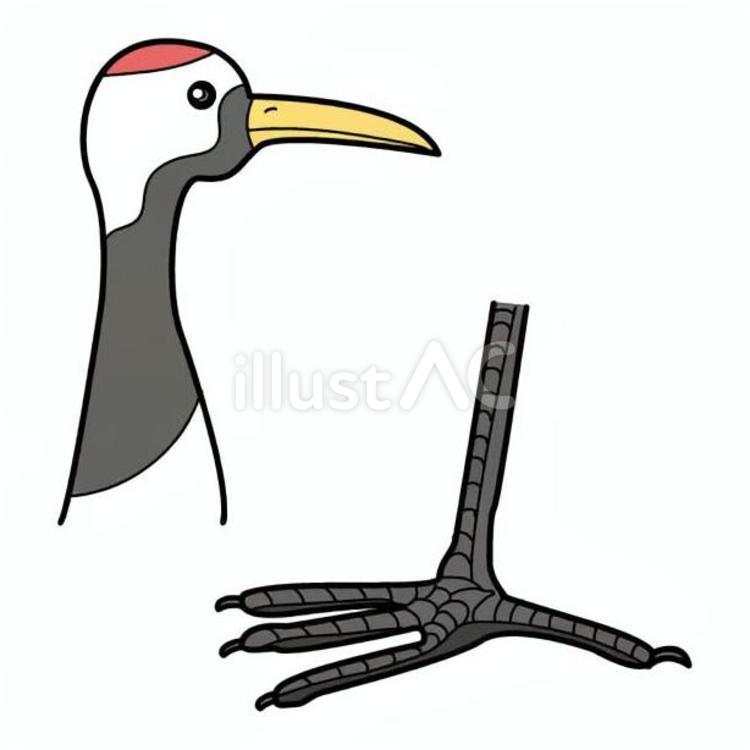 動物のからだ　鶴 ツル,鳥類,くちばしのイラスト素材