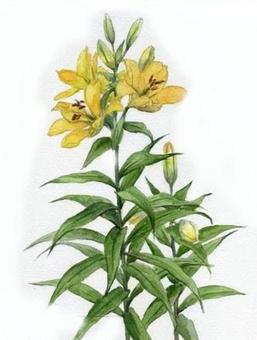 黄色のユリ ユリ,百合,春,夏,花,植物,綺麗,美しい,癒される,手描きのイラスト素材