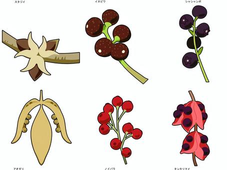 秋、冬の木の実 秋,冬,植物,木の実,スタジイ,イヌビワ,シャシャンボ,アオギリ,ノイバラ,タンキリマメのイラスト素材