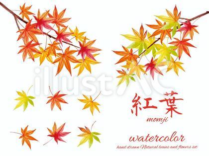 もみじの水彩画