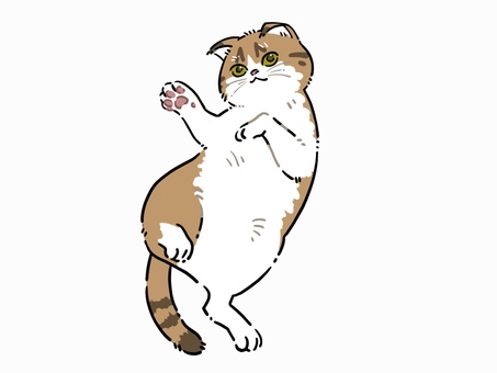 へそ天（スコティッシュフォールド） 猫,スコティッシュフォールド,ペット,へそ天,寝転ぶ,リラックス,仰向け,デフォルメ,シンプルのイラスト素材