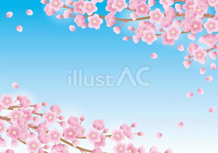 春の桜背景4 桜,さくら,春のイラスト素材