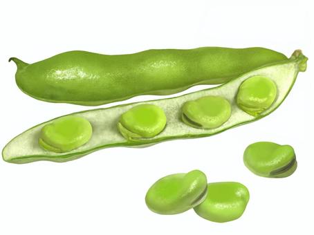 Illustration, favas, feijões, primavera, 