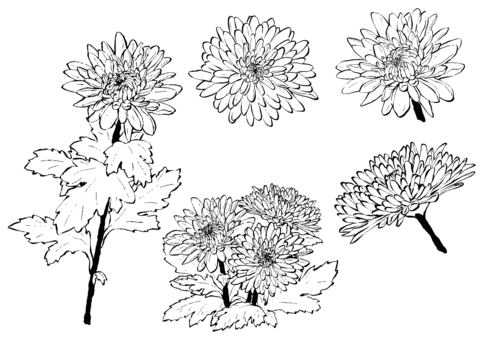 中菊5種 墨筆 中菊5種 墨筆 中菊,菊,花,植物,秋,1本,葉,お彼岸,仏花,お供えのイラスト素材