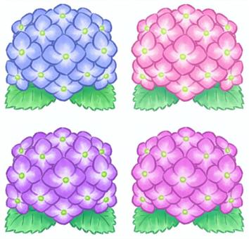 プチあじさい プチあじさい 紫陽花,花,梅雨のイラスト素材