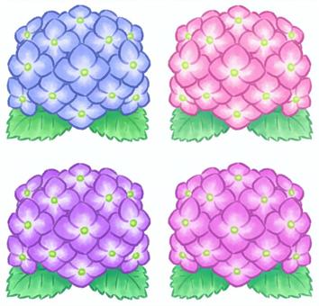 Petite hydrangea, , JPG and PNG