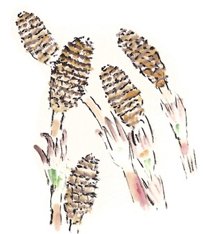 つくしんぼ_5 つくし,春,野草,すぎな,胞子,シダ植物,土筆,袴のイラスト素材