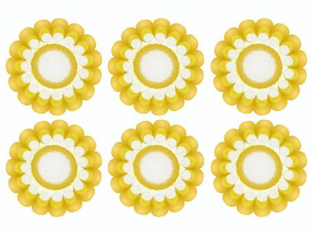 トウモロコシ06（断面模様） トウモロコシ,断面模様,夏,野菜,植物,雑穀のイラスト素材