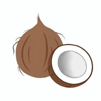 オールドココナッツ オールドココナッツ ココナッツ,ココナツ,オールドココナッツ,トロピカルフルーツ,熱帯果樹,果実,果物,食べ物,食材,シンプルのイラスト素材