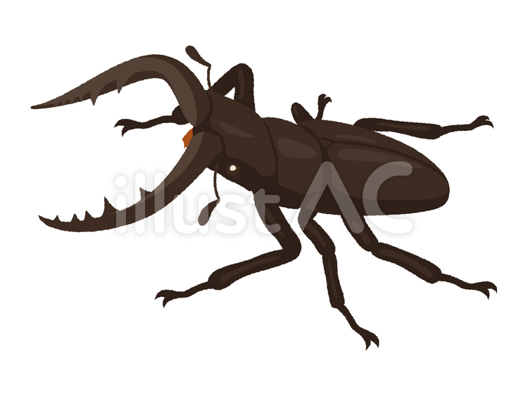 クワガタ（線なし） クワガタ,昆虫,甲虫のイラスト素材