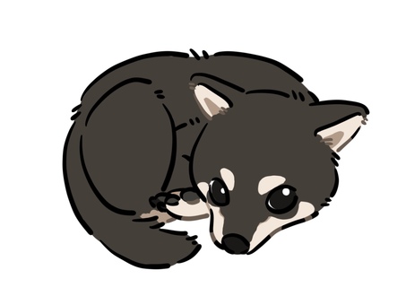 丸まって寝る黒柴（チラ見） 黒柴,柴犬,犬,黒い犬,ペット,寝る,丸まる,チラ見,リラックス,デフォルメのイラスト素材