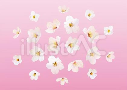 132-桜1 薄ピンク系