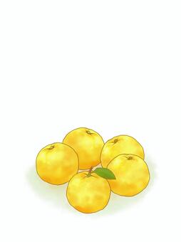 冬至のゆず・かわいいイラスト【3】 冬至,柚子,ゆず,果物,白色背景,縦長,冬の風物詩,冬,背景素材,12月のイラスト素材
