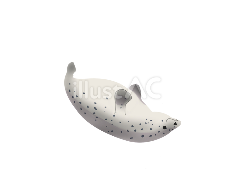 ゴマフアザラシ（仰向け・主線なし） ゴマフアザラシ,アザラシ,動物のイラスト素材
