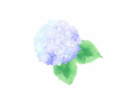 Hydrangea 1, , JPG, PNG and AI