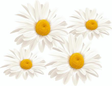 雛菊 雛菊,ひなぎく,ヒナ菊,ひな菊,菊,デイジー,マーガレット,小さい,開花,3月のイラスト素材