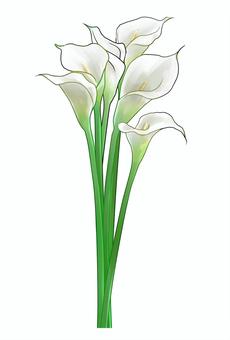 Bouquet of Calla Lilies (White), , JPG and PNG