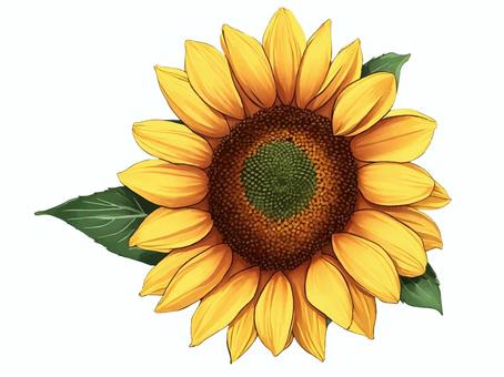 Free background material/summer bright sunflowers, , JPG, PNG and AI