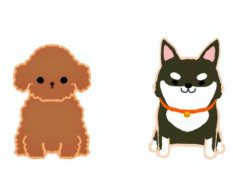 トイプードルと黒柴 生き物,動物,ペット,犬,小型犬,トイプードル,シバ犬,黒柴,かわいい,飼育のイラスト素材