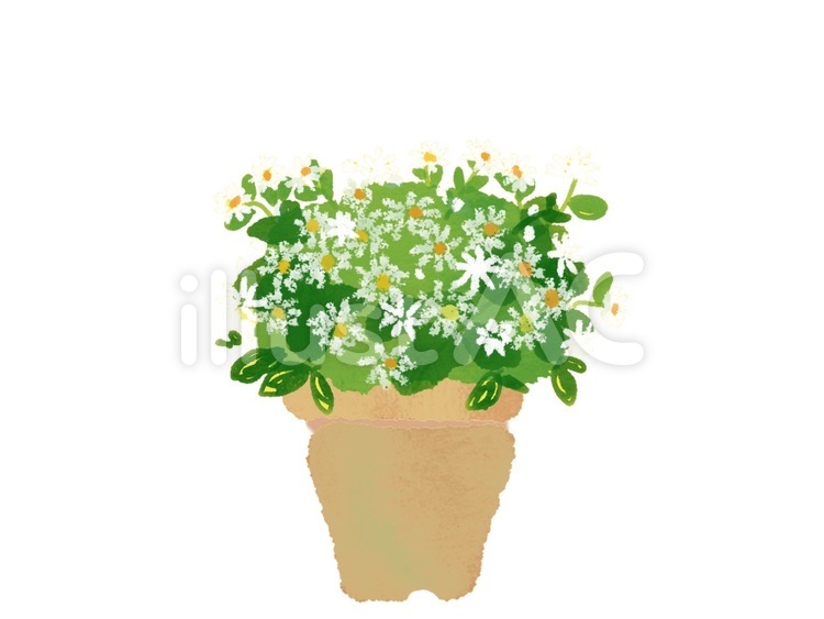 植木鉢のマーガレット 植物,花,マーガレットのイラスト素材