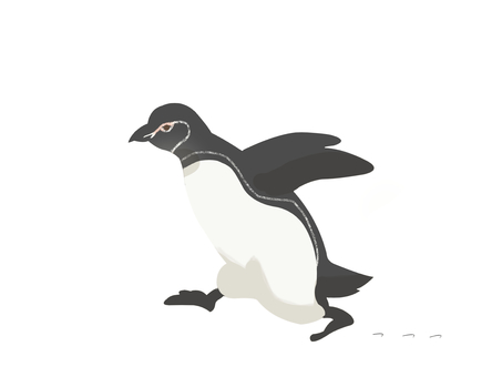Illustration, pinguin des galapagos, penguin, oiseau, 