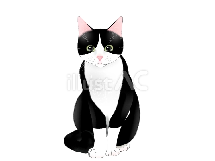 うちの猫 猫,子猫,かわいいのイラスト素材