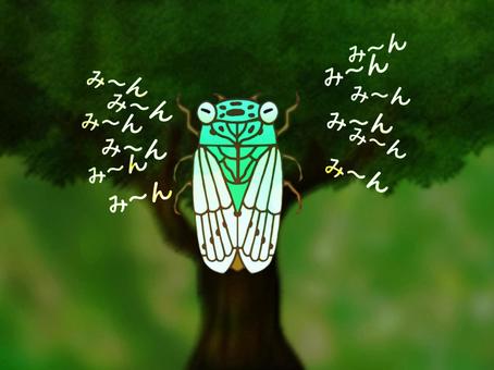 Hyalessa maculaticus, JPG Hyalessa maculaticus, ming-min semi, cicada, cicadidae, JPG