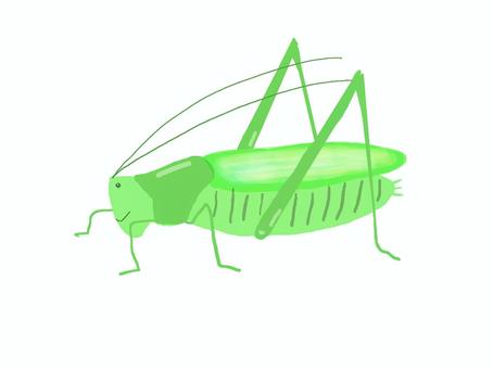 キリギリス キリギリス,虫,生きもの,緑,1匹のイラスト素材