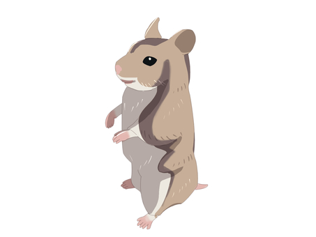 ハムスター（直立・主線なし） ジャンガリアンハムスター,ヒメキヌゲネズミ,ドワーフハムスター,ハムスター,動物,直立,主線なしのイラスト素材