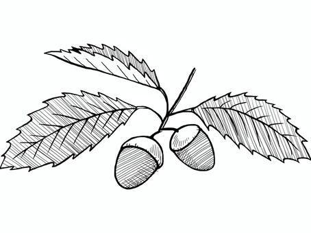 Acorn, acorn, acorn, leaf, JPG and PNG