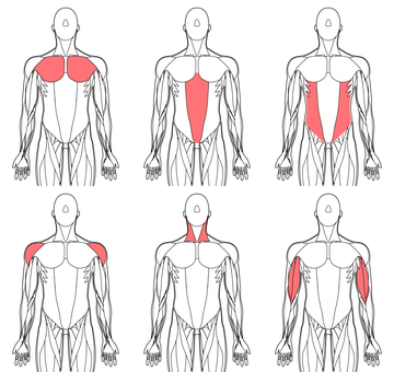 Illustration, muscle, upper body, major pectoral muscle, 