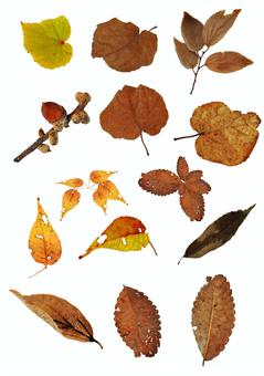 Fallen leaves and acorns, fallen leaves, leaf, dead leaves, JPG and PNG