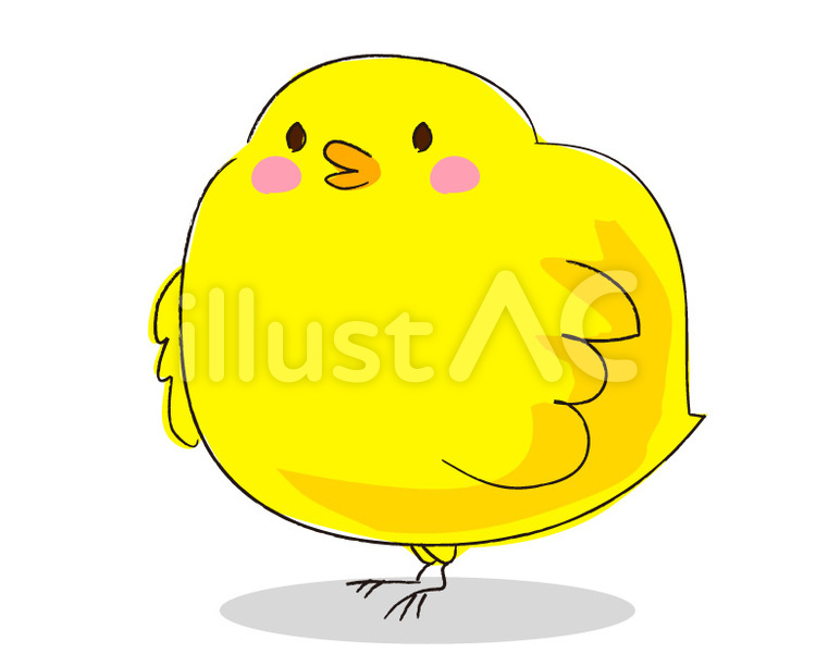 ひよこ　太っちょ　はすにかまえる ひよこ,太っちょ,はすのイラスト素材