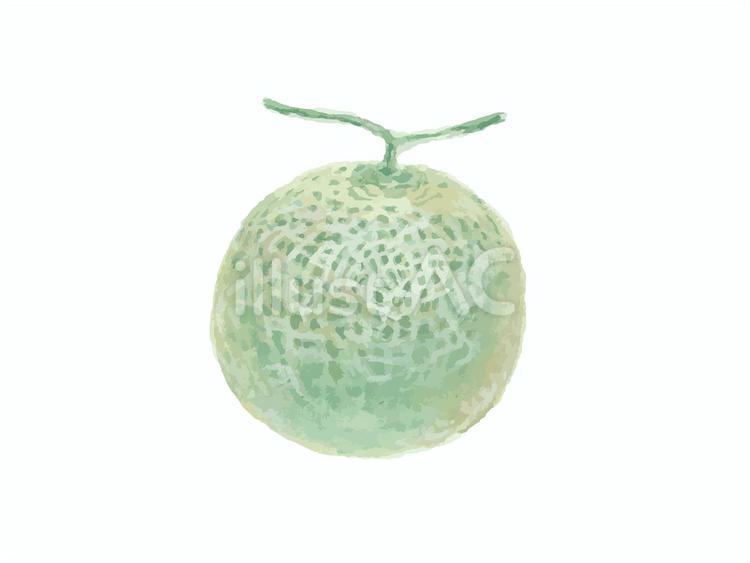 水彩絵の具で描いたメロンのイメージ メロン,水彩,食べ物のイラスト素材