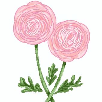 ラナンキュラス　ピンク 花,植物,ラナンキュラス,ピンク,誕生花,３月のイラスト素材
