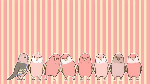 並ぶアキクサインコ1 アキクサインコ,インコ,鳥,ペット,デフォルメ,生き物,動物,かわいい,背景,壁紙のイラスト素材