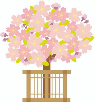 Cherry blossoms, hina matsuri, peach's festival, cherry blossoms, JPG, PNG and AI