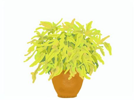 コリウス 観葉植物,コリウス,鉢植え,リアル,手描きのイラスト素材