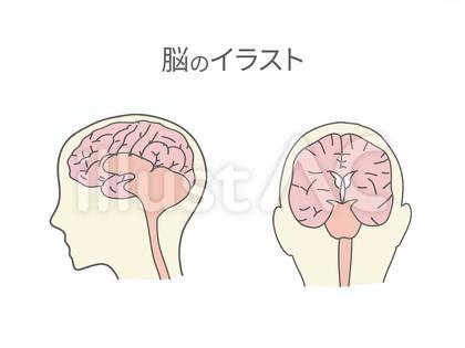 人の脳