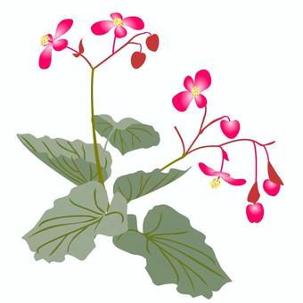秋海棠 秋海棠,ピンク,草花,初秋,季語,歳時記のイラスト素材