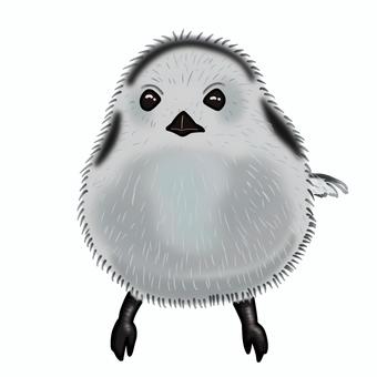 シマエナガ シマエナガ,鳥,鳥類のイラスト素材